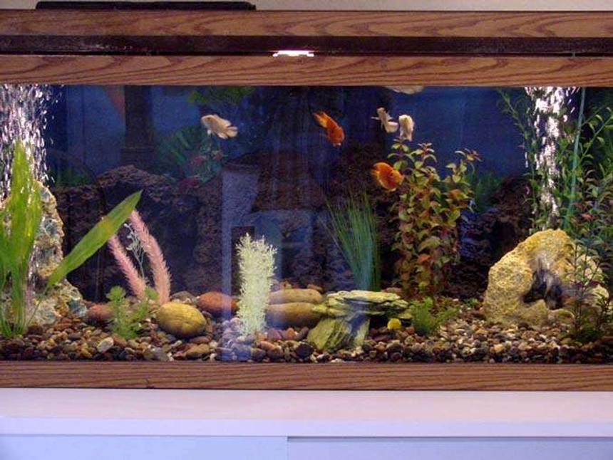 Rated #273: 75 Gallons Freshwater Fish Tank - Alot of the fish are hiding right now. However, when they are all out, there can't be any more colors in a fresh water tank!
