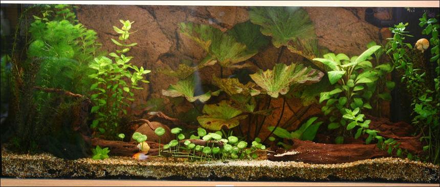 Rated #103: 47 Gallons Planted Tank - My tank