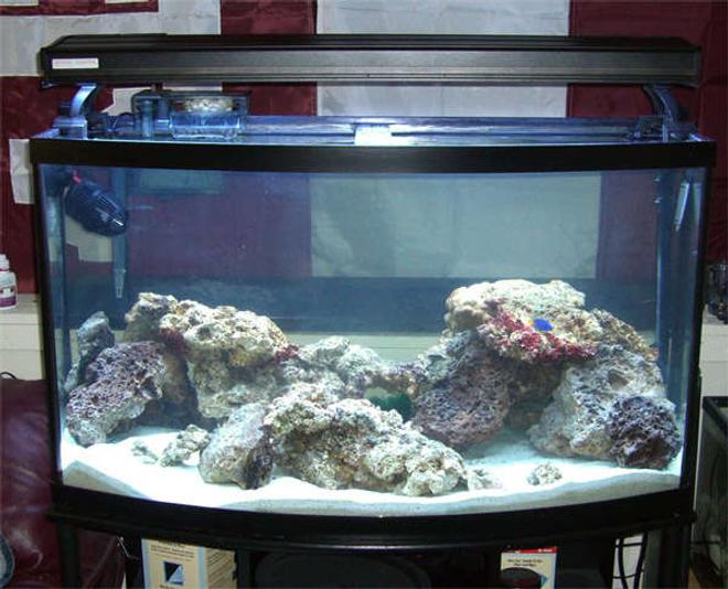 46 gallons saltwater fish tank (mostly fish, little/no live coral) - My 46g SW tank

Newly set up.  Will be a reef tank eventually.