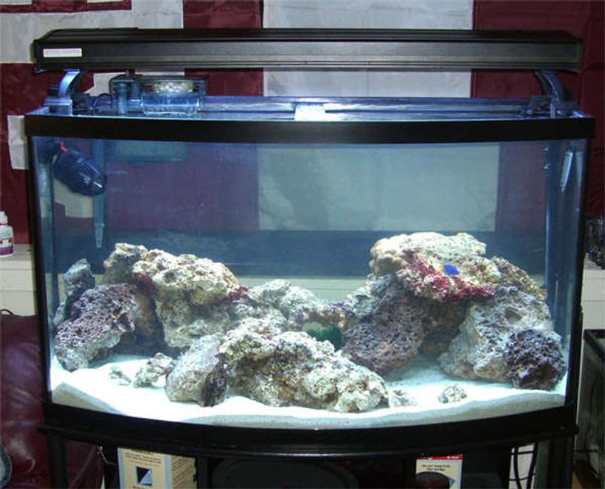 Rated #75: 46 Gallons Saltwater Fish Tank - My 46g SW tank

Newly set up.  Will be a reef tank eventually.
