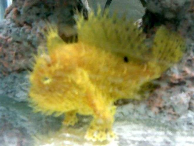 saltwater fish - antennarius sp. - assorted angler stocking in 75 gallons tank - frog nasty