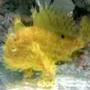 saltwater fish - antennarius sp. - assorted angler stocking in 75 gallons tank - frog nasty