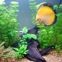 50 gallons planted tank (mostly live plants and fish) - My Community Tank , 2 nearing adult discus , 3 juvinile discus, 6 Harlequin tetras, 1 Bristlenose Catfish, 1 Pakastani Loach. Custom Trickle filter plus internal powerhead with sponge. Lots of Plants unsure of species not a plant expert.