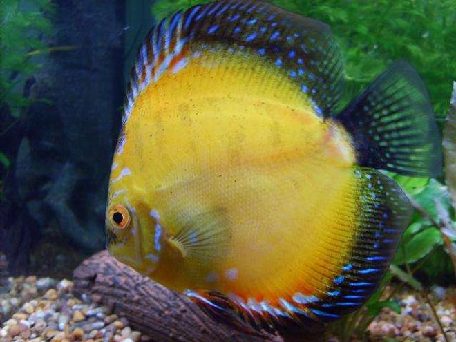 freshwater fish - symphysodon sp. - yellow marlboro discus stocking in 50 gallons tank - My pride and joy!