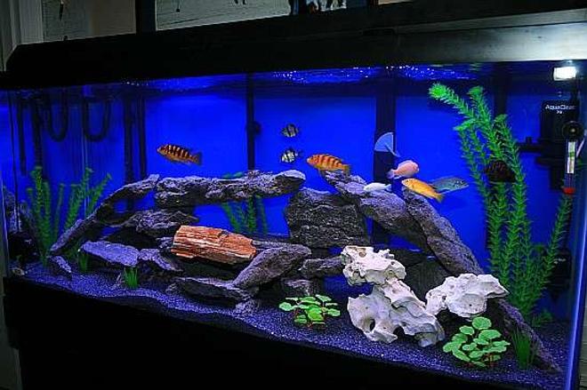 75 gallons freshwater fish tank (mostly fish and non-living decorations) - 75 Gal African Cichlid Tank  Enjoy!!!