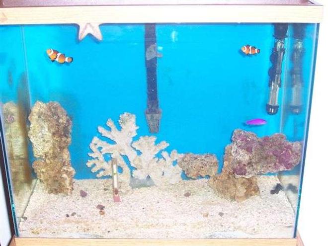 125 gallons saltwater fish tank (mostly fish, little/no live coral) - 30gal tank, 2Clowns,1Purple Dottyback,1Green Mandrain,1Starfish,1Horseshoe crab,and 8lbs of Live rock