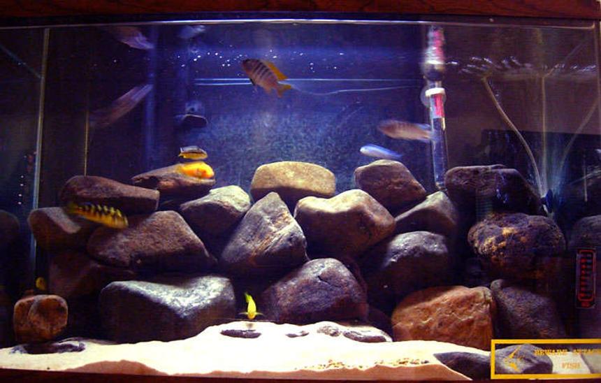 Rated #118: 29 Gallons Freshwater Fish Tank - Mbuna