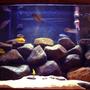 29 gallons freshwater fish tank (mostly fish and non-living decorations) - Mbuna