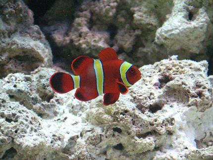 saltwater fish - premnas biaculeatus - yellowstripe maroon clownfish stocking in 55 gallons tank - gold stripe maroon clown