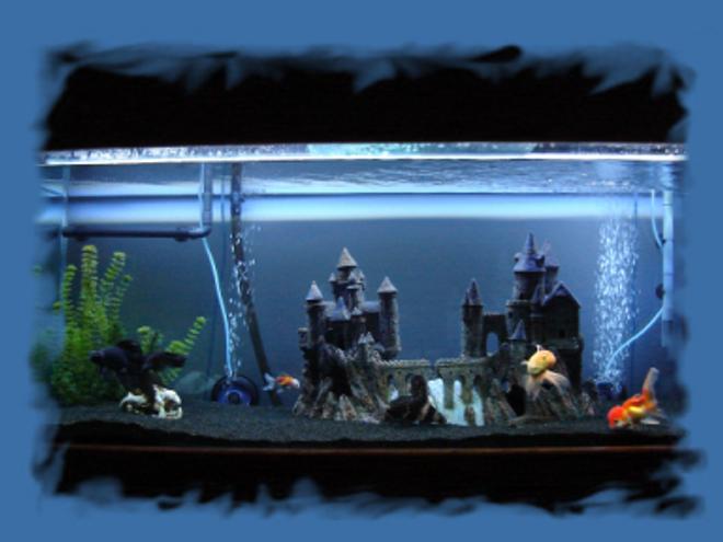 100 gallons freshwater fish tank (mostly fish and non-living decorations) - Goldfish