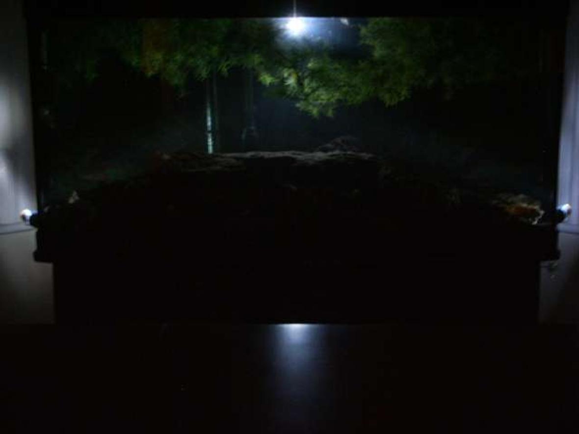 72 gallons freshwater fish tank (mostly fish and non-living decorations) - Moon light