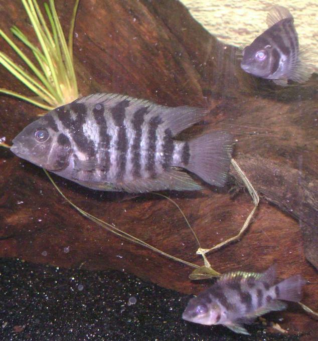 freshwater fish - archocentrus nigrofasciatus - black convict cichlid stocking in 30 gallons tank - 3 of my convicts