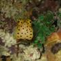 saltwater fish - ostracion meleagris - whitespotted boxfish stocking in 90 gallons tank - a cute box fish puffer