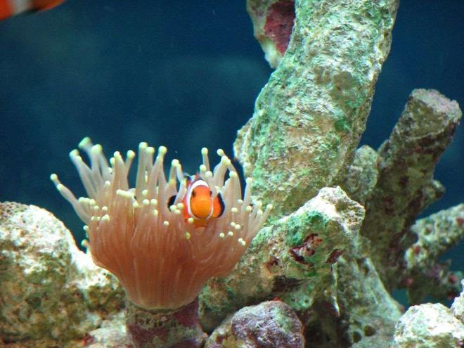 saltwater fish - amphiprion ocellaris - ocellaris clownfish stocking in 90 gallons tank - nemo hiding