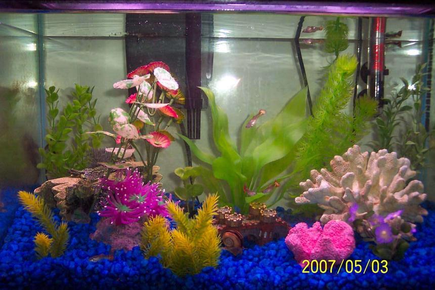 Rated #493: 10 Gallons Freshwater Fish Tank - This is my 10 gallon tank.  Nothing extremely special.  I have tons of hiding spots because guppies get pregnant a lot and I usually lose several fry from being eaten, hopefully this time around they'll seek shelter first.  I also have a liking for Clown Loaches which are shy, and so they need hiding as well.  I recently took my Betta from her bowl and into the tank and also purchased a Clown Loach, it's working out great.  Since then, I've also added two Tiger Barbs and am going to expriment with a Black Moor and see how that goes...but that was after this pic was taken.