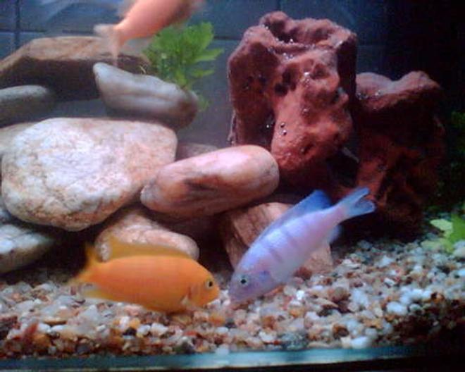 freshwater fish - metriaclima lombardoi - kenyi cichlid stocking in 50 gallons tank - Lombardoi teritory fight
