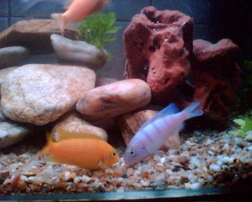 Rated #1860: Freshwater Fish - Metriaclima Lombardoi - Kenyi Cichlid Stocking In 50 Gallons Tank - Lombardoi teritory fight