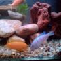 freshwater fish - metriaclima lombardoi - kenyi cichlid stocking in 50 gallons tank - Lombardoi teritory fight