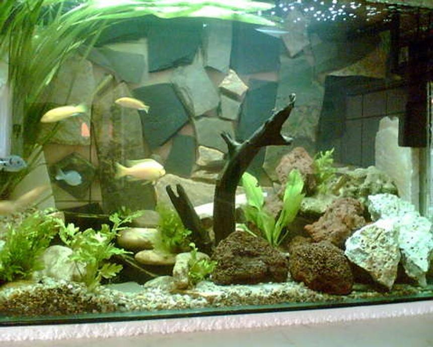 Rated #1806: 50 Gallons Planted Tank - None