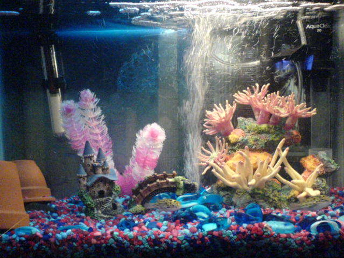 10 gallons freshwater fish tank (mostly fish and non-living decorations) - 2x Green Spotted Puffer 10x Ghost Shrimp