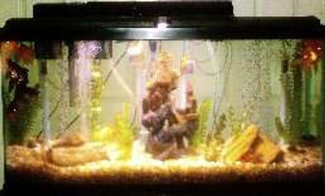 55 gallons freshwater fish tank (mostly fish and non-living decorations) - 55gal 48'x13"  natural colors and artificial plants and 14' castle