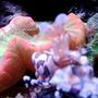 corals inverts - trachyphyllia geoffroyi - brain coral, trachyphyllia - harlequin shrimp