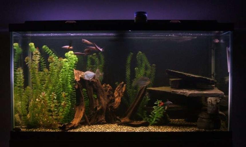 Rated #220: 90 Gallons Freshwater Fish Tank - 90 Gallon freshwater tank.  This one sits at the foot of my bed, the most relaxing site and sound to go to sleep to.
