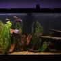 90 gallons freshwater fish tank (mostly fish and non-living decorations) - 90 Gallon freshwater tank. This one sits at the foot of my bed, the most relaxing site and sound to go to sleep to.