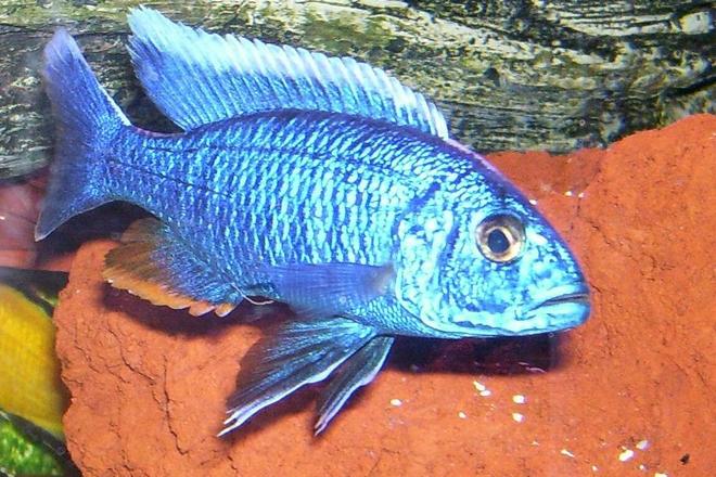 freshwater fish - sciaenochromis fryeri - electric blue hap stocking in 95 gallons tank - Sciaenochromis Fryeri Male