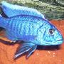 freshwater fish - sciaenochromis fryeri - electric blue hap stocking in 95 gallons tank - Sciaenochromis Fryeri Male