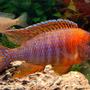freshwater fish - aulonocara rubescens - ruby red peacock stocking in 55 gallons tank - Red Peacock close up. Manual, Micro mode, no flash.
