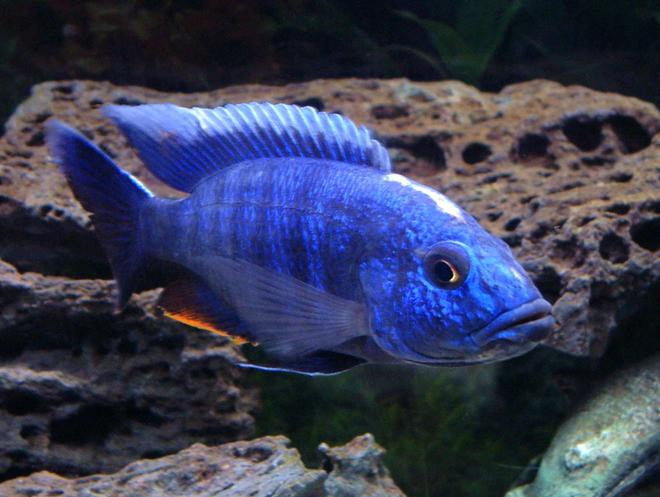 freshwater fish - sciaenochromis fryeri - electric blue hap stocking in 55 gallons tank - Look at me, Ahli, that's great! You posed like a supermodel. Manual, no flash.