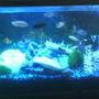 55 gallons freshwater fish tank (mostly fish and non-living decorations) - my assorted cichlid tank