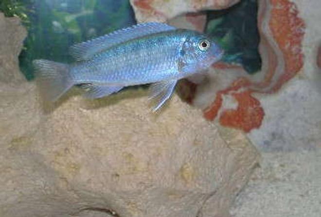 freshwater fish - metriaclima callainos - cobalt blue zebra cichlid stocking in 30 gallons tank - African Cichild