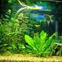 20 gallons freshwater fish tank (mostly fish and non-living decorations) - 20 Gal Aquarium whit power filter Tetra Whisper 30, no undergrabel filter nor air bubles. Amminia 0, Nitrite 0. 100 W heater, water 78 F.
