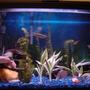 50 gallons freshwater fish tank (mostly fish and non-living decorations) - this is my fish tank