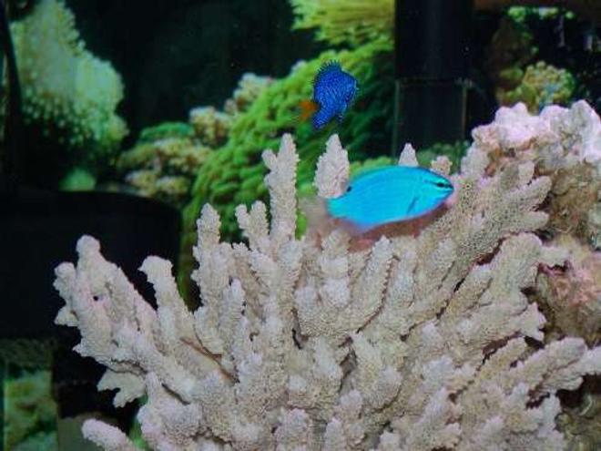 saltwater fish - chrysiptera cyanea - blue damselfish stocking in 55 gallons tank - The damsels
