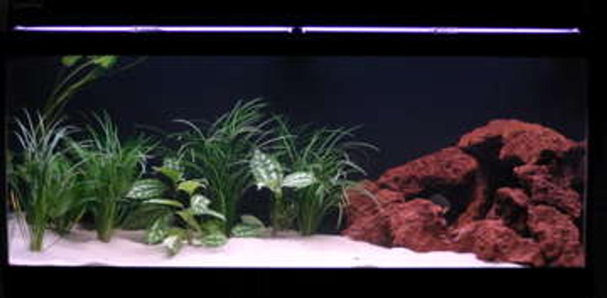 75 gallons freshwater fish tank (mostly fish and non-living decorations) - my 75g piranha tank