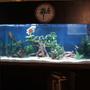 75 gallons freshwater fish tank (mostly fish and non-living decorations) - 75 Gallon