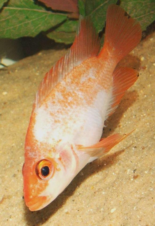 freshwater fish - amphilophus citrinellus - midas cichlid stocking in 75 gallons tank - Midas