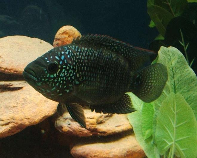 freshwater fish - nandopsis octofasciatum - jack dempsey stocking in 75 gallons tank - Jack Dempsey