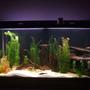 fish tank picture - Looks more like this right now