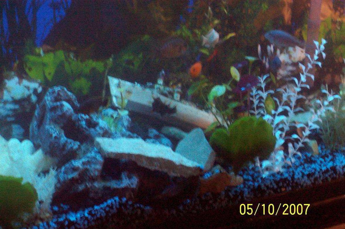 55 gallons freshwater fish tank (mostly fish and non-living decorations) - "Ocean Foor"- a better pic of my assorted Cichlid Tank