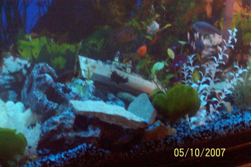 Rated #3838: 55 Gallons Freshwater Fish Tank - "Ocean Foor"-  a better pic of my assorted Cichlid Tank