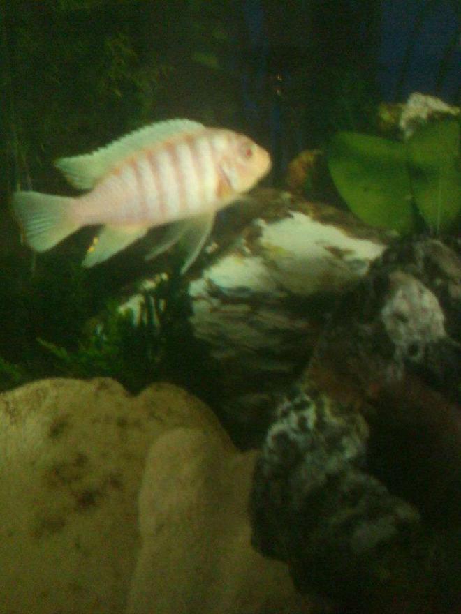 freshwater fish stocking in 55 gallons tank - A member of " my assorted cichlid tank" -  this dominate male strikes terror in all my fish. he  is the king hands down.