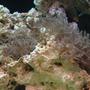 corals inverts - xenia sp. - white pom pom xenia, red sea stocking in 55 gallons tank - pulsating xenias