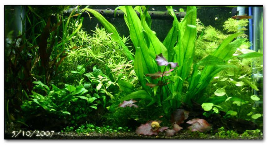 Rated #54: 20 Gallons Planted Tank - 20 Gallon Tank