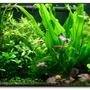 20 gallons planted tank (mostly live plants and fish) - 20 Gallon Tank