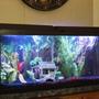 55 gallons freshwater fish tank (mostly fish and non-living decorations) - 55 Gallon Cichlid/Gourami