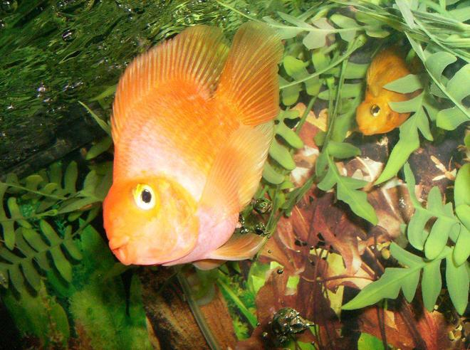freshwater fish - heros severus x amphilophus citrinellum - blood parrot stocking in 55 gallons tank - Parrots